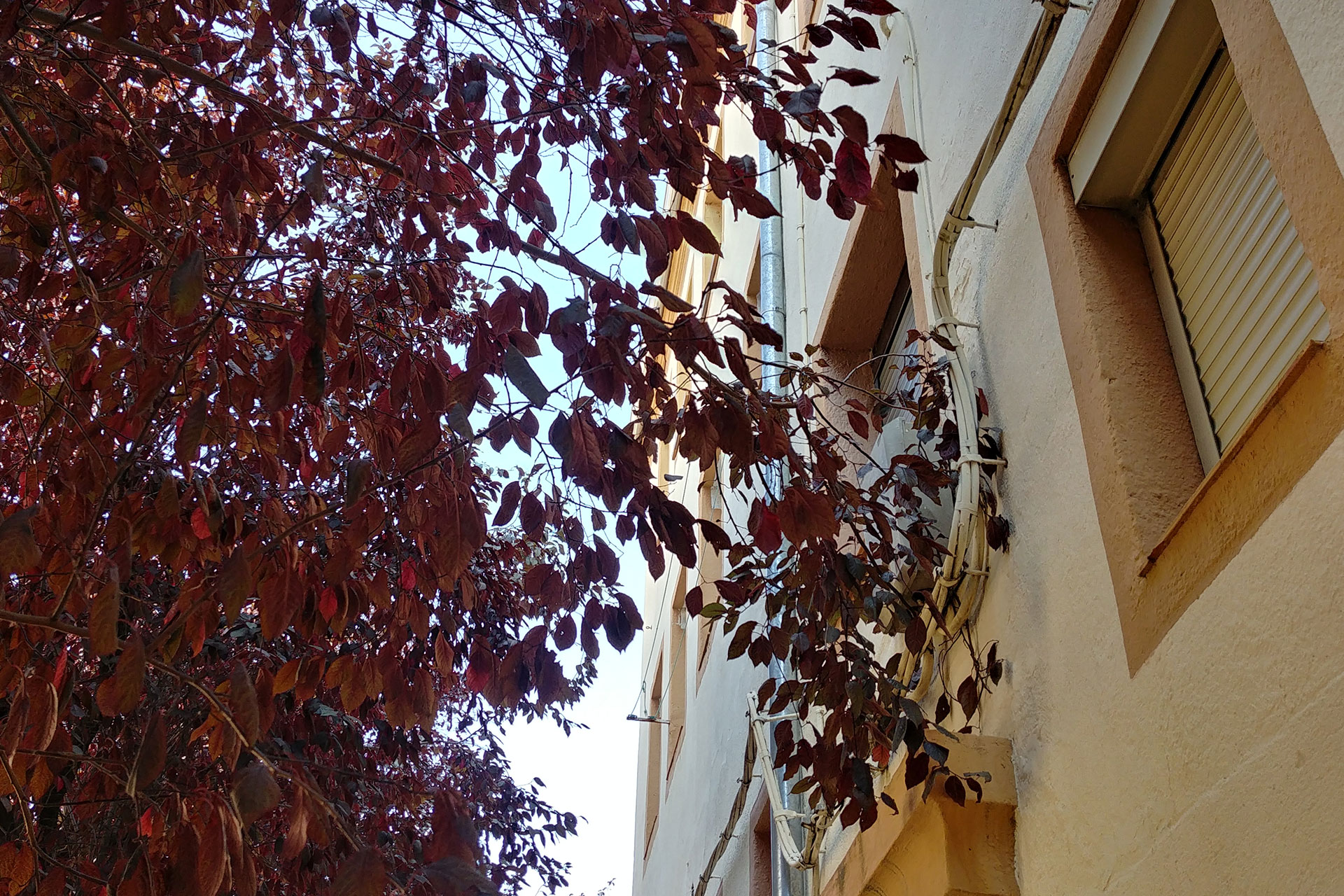 Ramas en ventanas Pedro Berruguete y Alonso Sanchez Coello