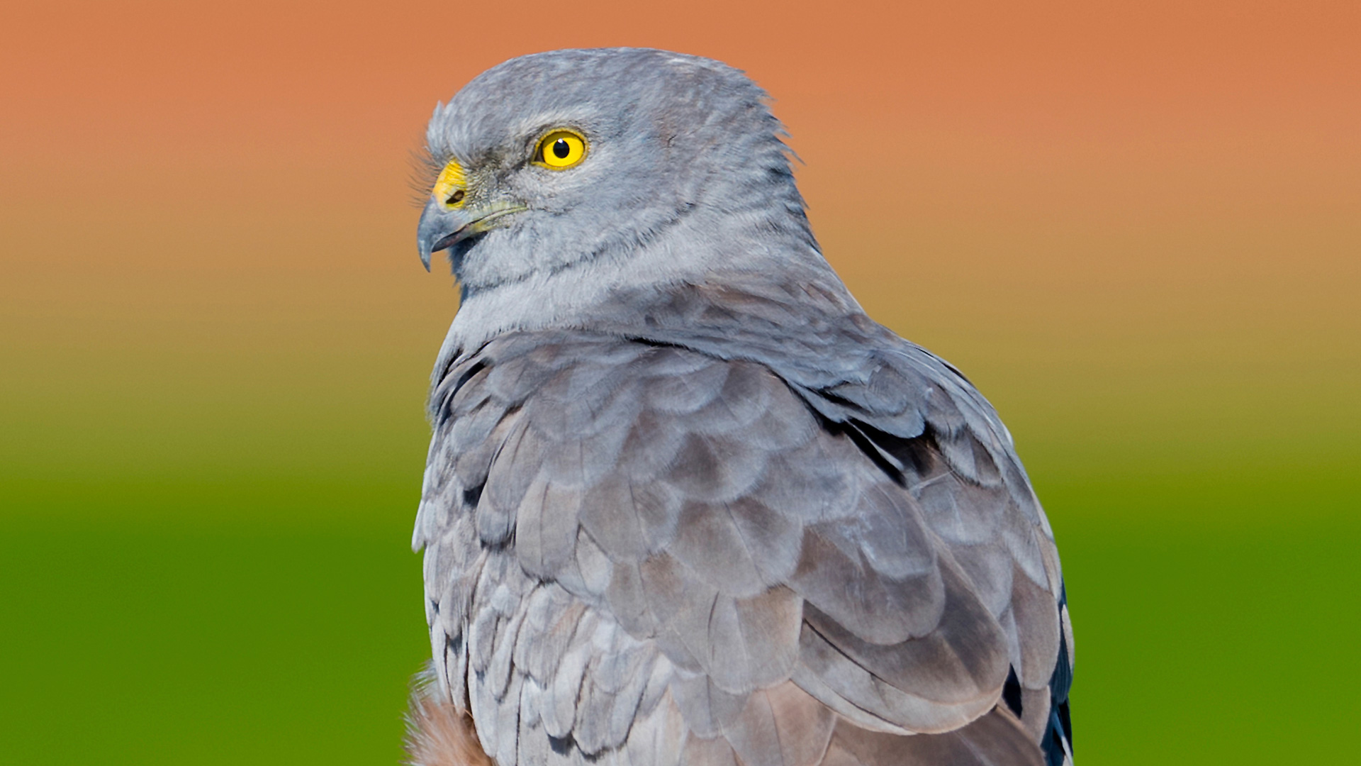 aguilucho cenizo ICAL web