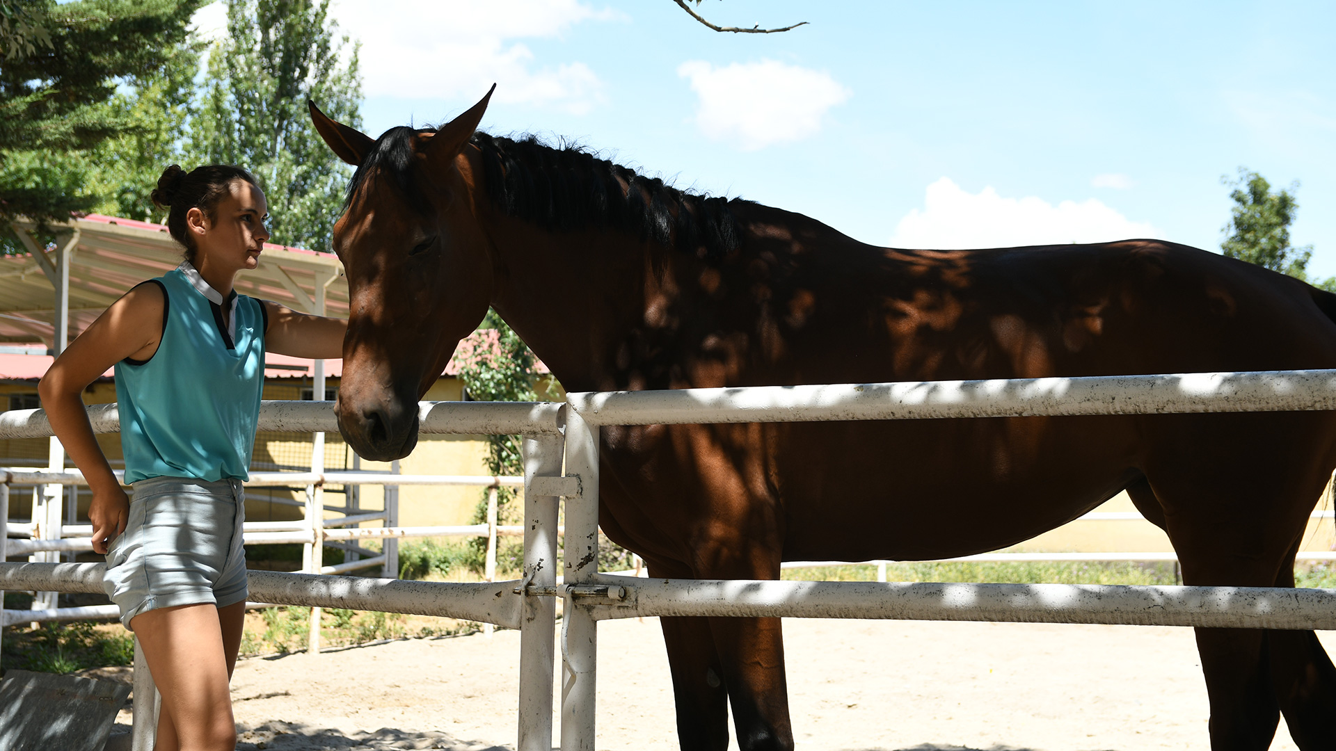 caballo hipica eresma caballo hipica eresma