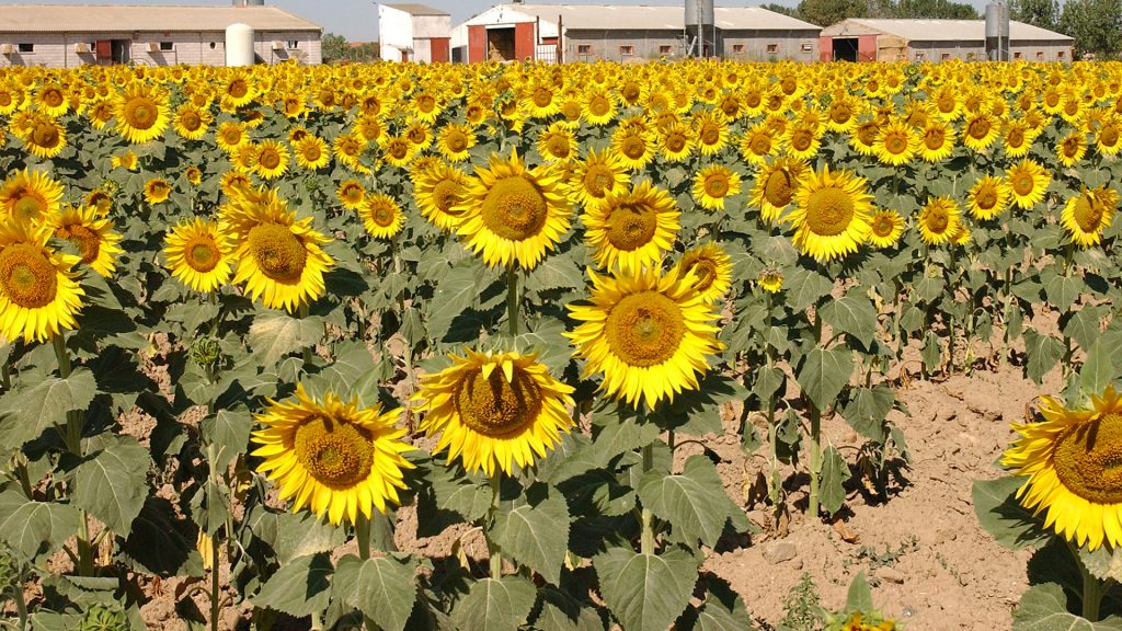 girasol web girasol web