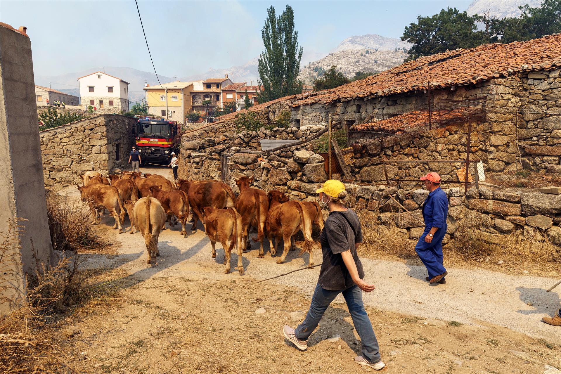 incendio avila navalacruz ganado