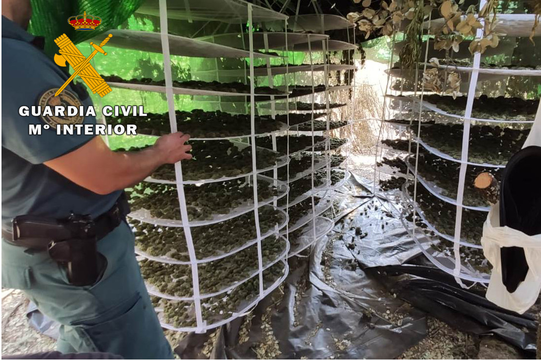 Detenido un joven que cultivaba más de 1.300 plantas de marihuana Zamora 1 marihuana