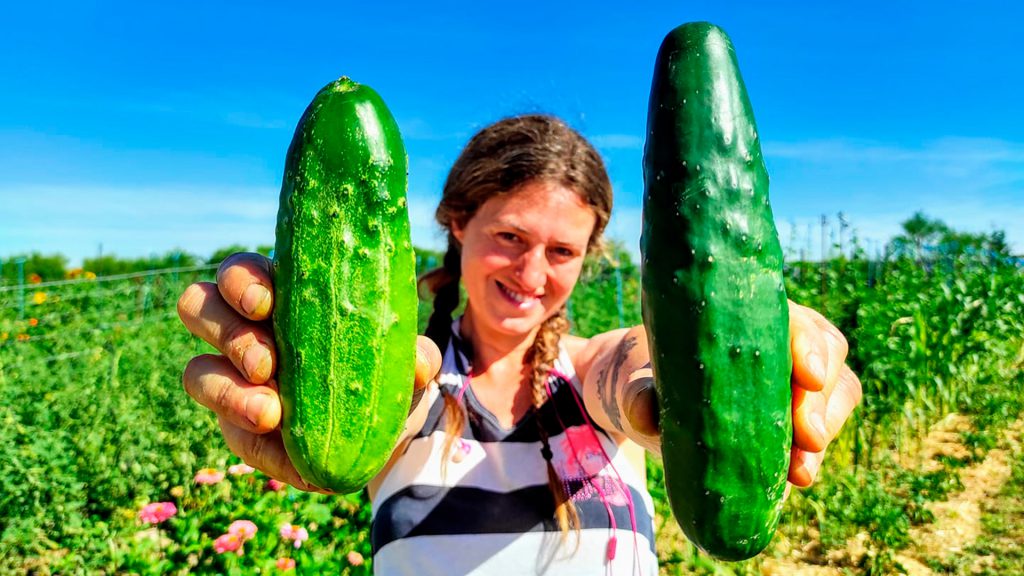 pepinos en La Retamilla WEB pepinos en La Retamilla WEB