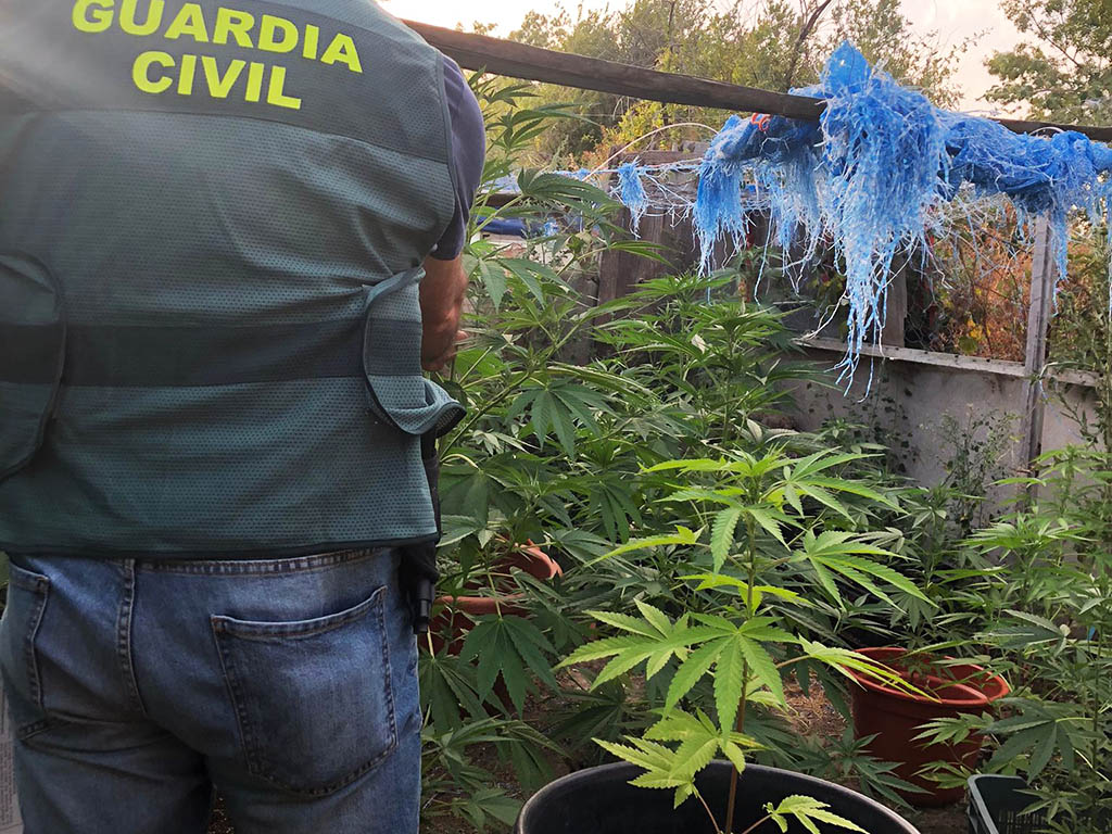 plantas marihuana palazuelos de eresma