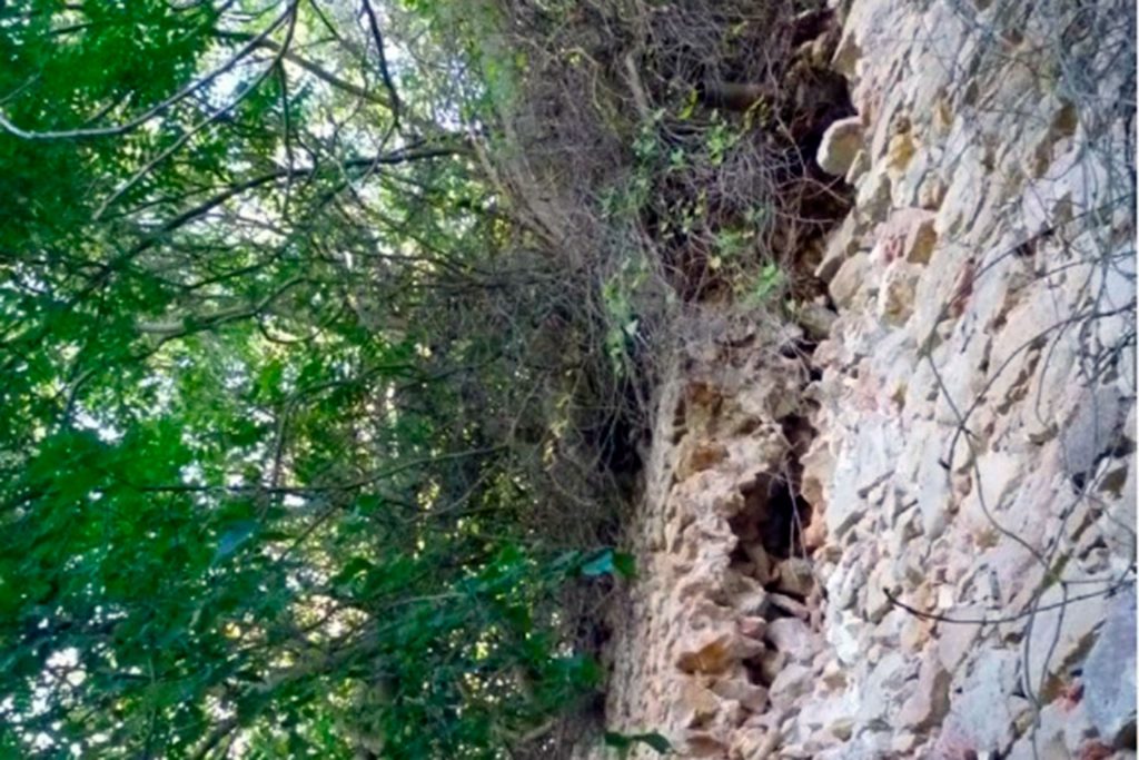 raices de aliantos en el muro de la Muralla