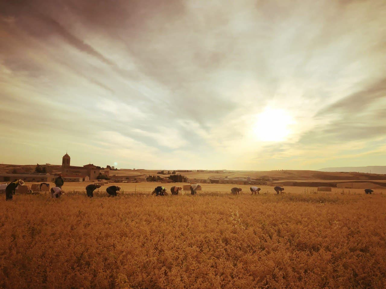 tierra cosecha garbanzos valseca