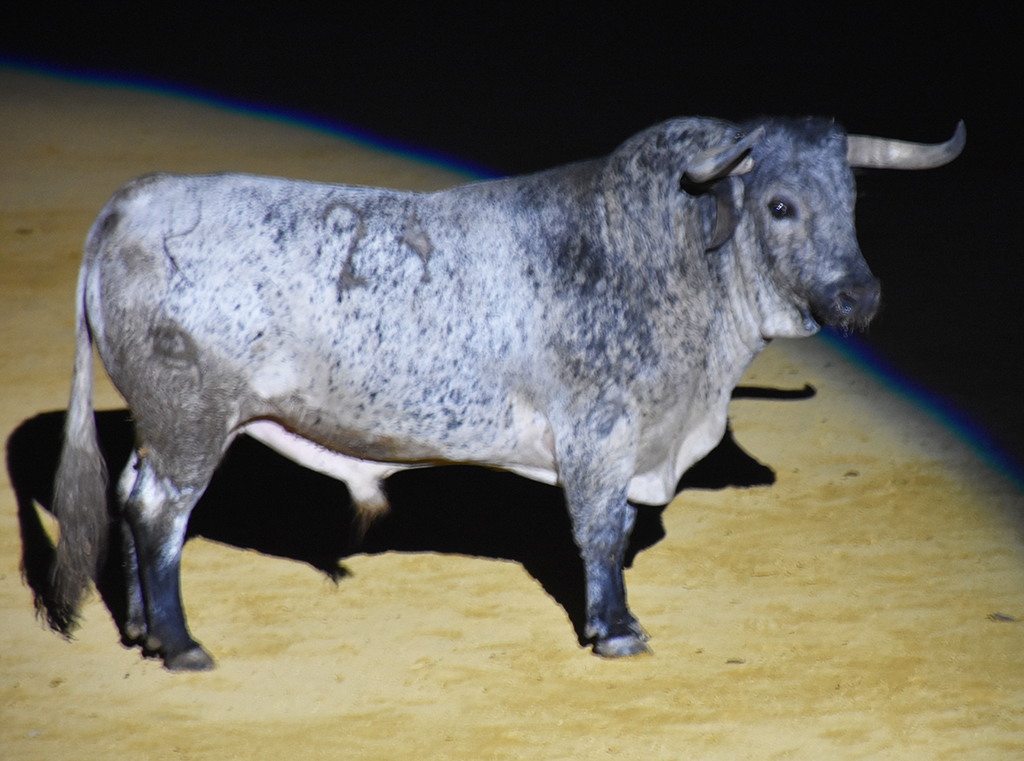 toros cuellar desencajonamiento cebada gago toros cuellar desencajonamiento cebada gago
