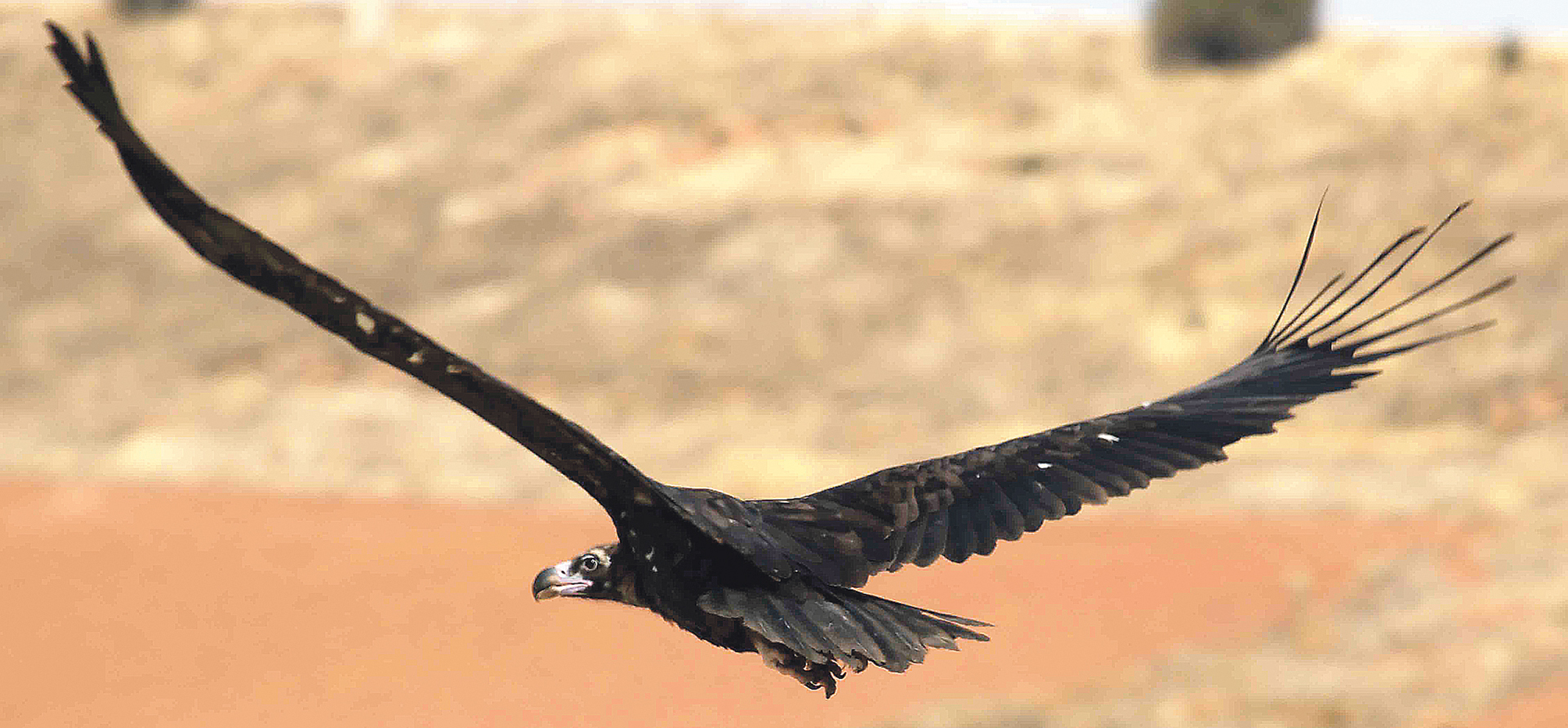 Buitre negro joven, en Campo de San Pedro. Juan José Molina Pérez. 26 de agosto de 2021.
