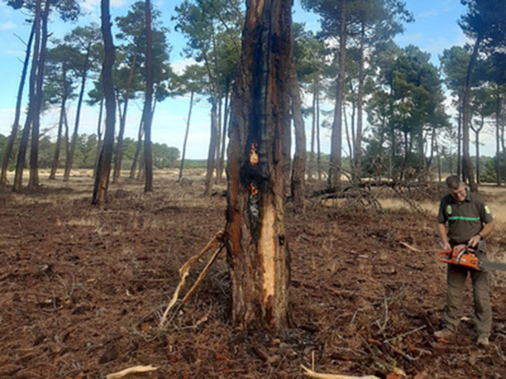 incendio arbol cantalejo rayo