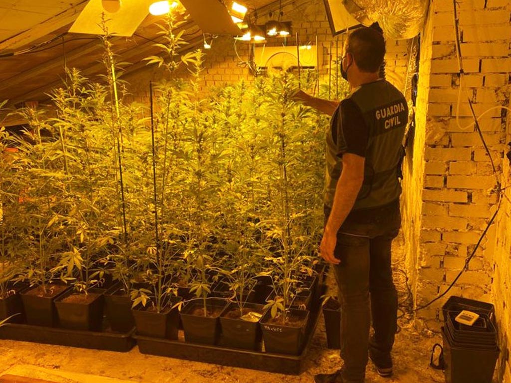 plantacion marihuana navafria