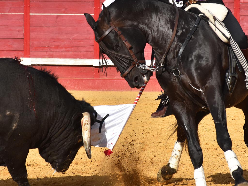 Doble puerta grande en el festejo de rejones de Cabezuela 1 toros rejones detalle