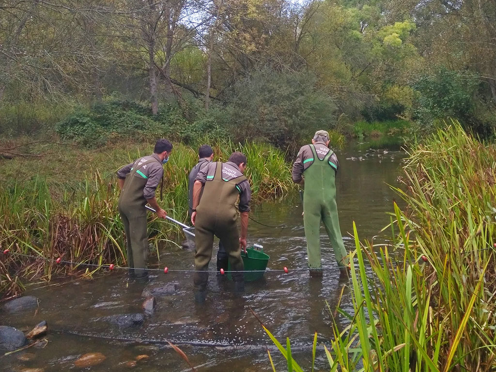 Agentes y celadores llevan a cabo los muetreos en los rios segovianos2