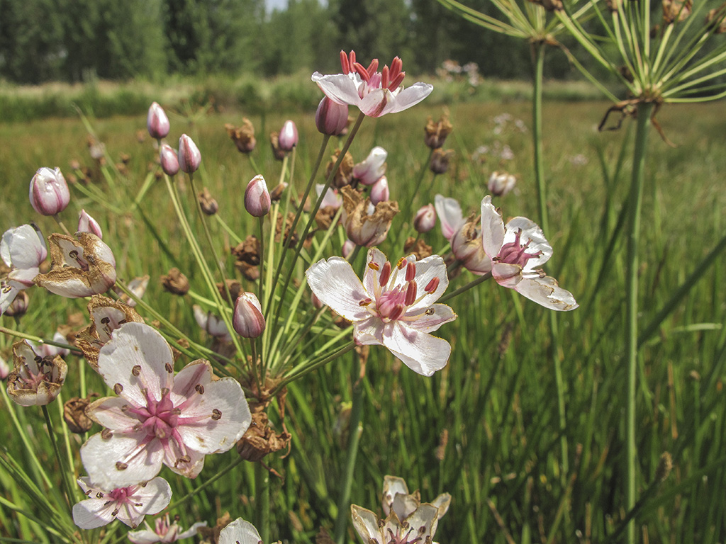Butomus umbellatus Junco florido Butomaceas13 90