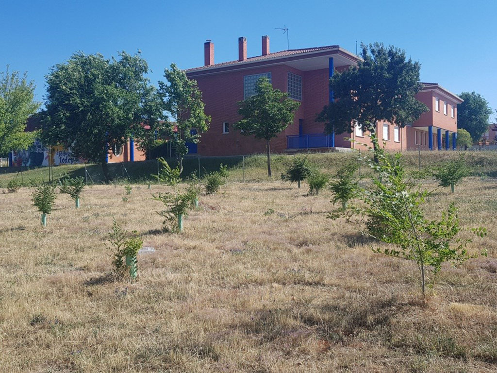 CEIP Elena Fortun desde el Bosque Elena Fortun
