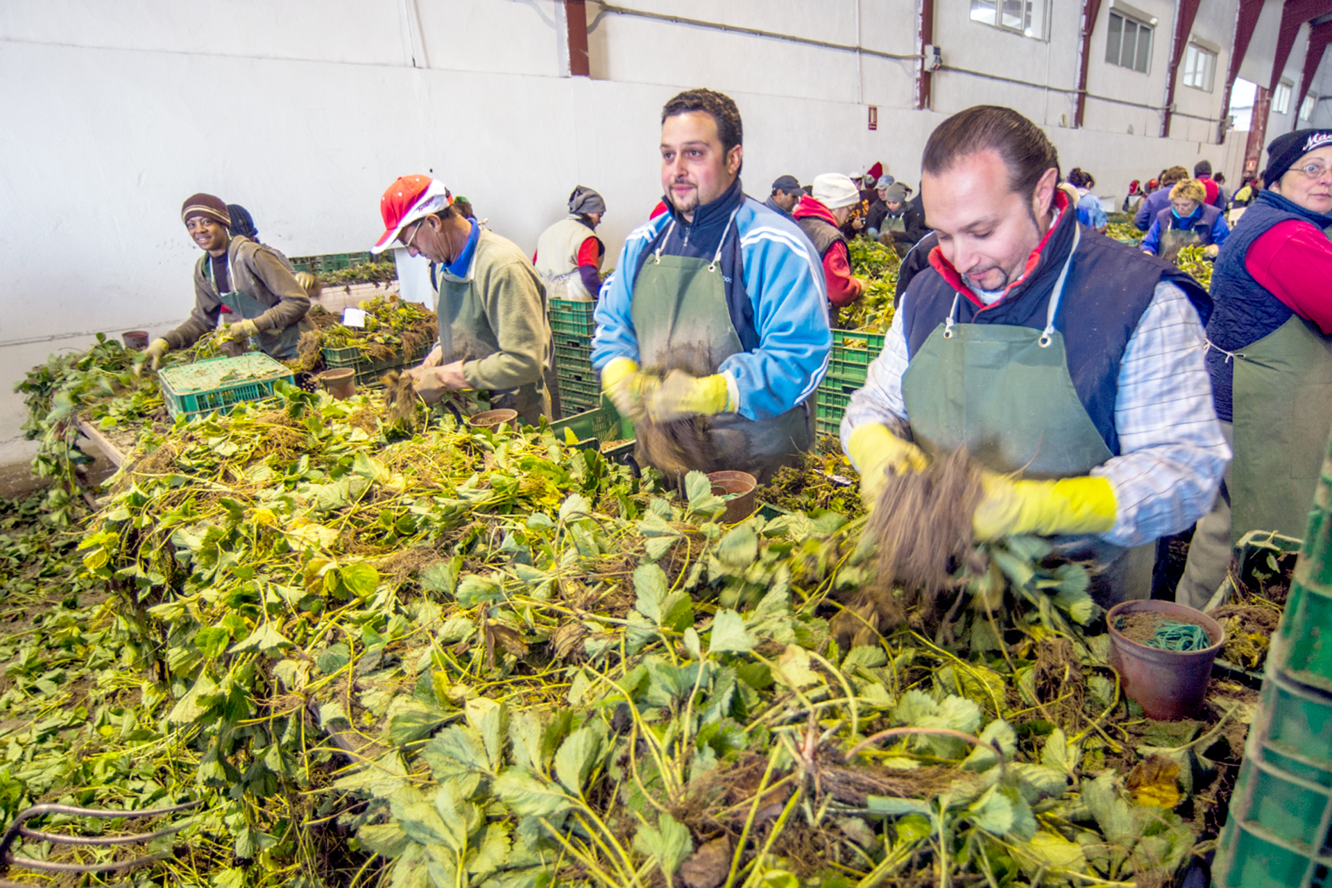 Chane Enrique Herranz Recogida Planta Fresa KAM2213
