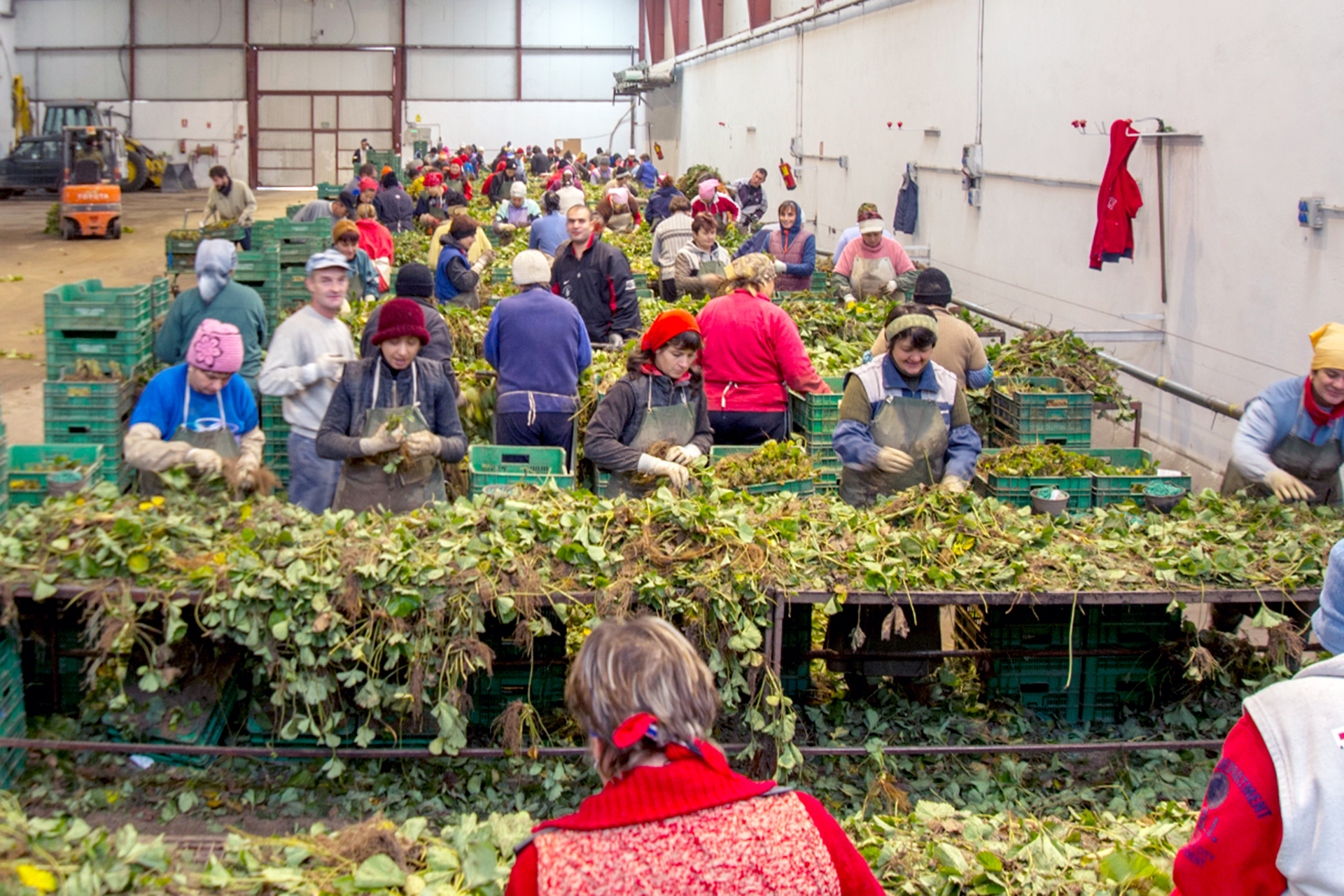 Chane Recogida Planta Fresa KAM2256