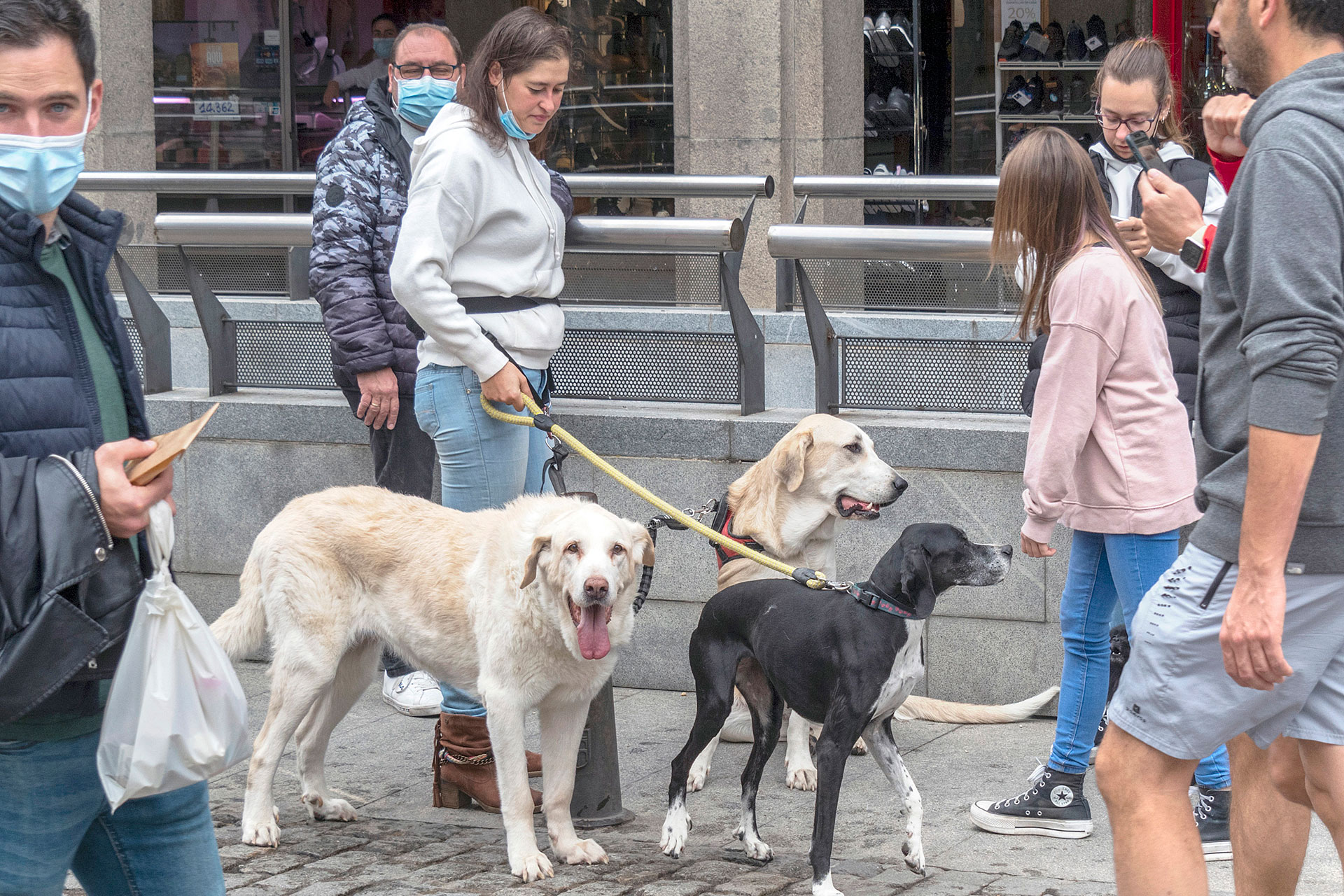 Concurso Perros Mestizos Raza KAM4370 Concurso Perros Mestizos Raza KAM4370