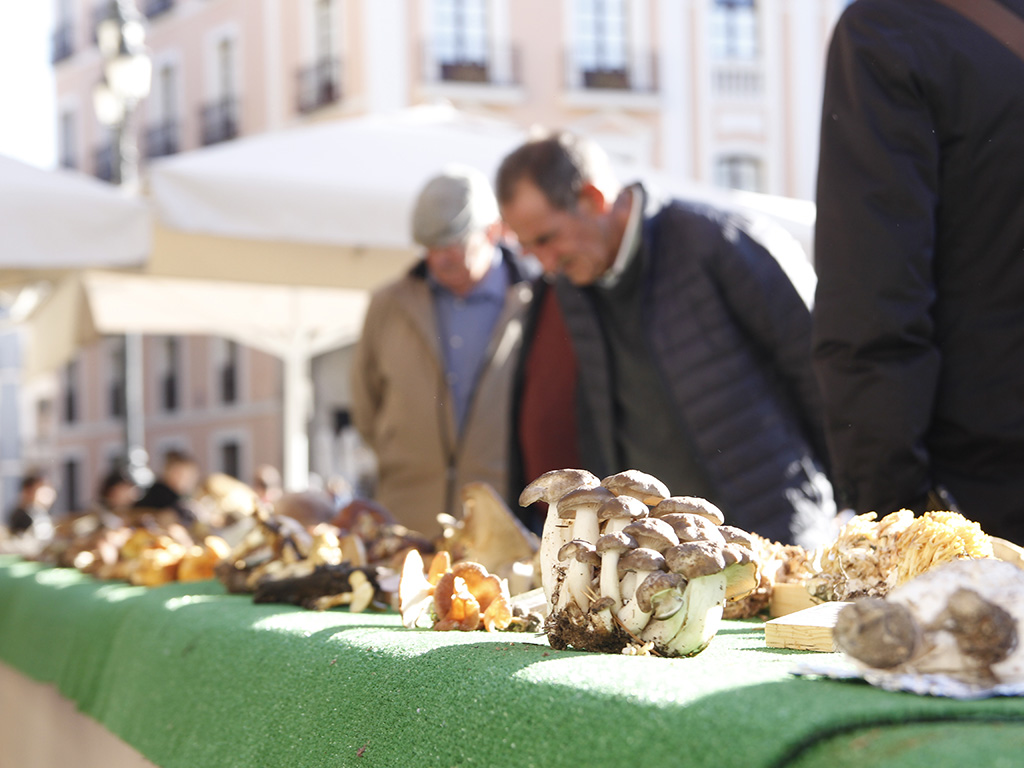 La Sociedad Micologica Segoviana volvera a ofrecer una seleccion de las mejores setas y boletus