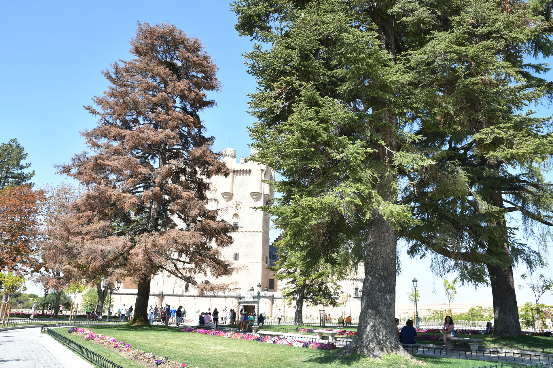Pinsapo arbol muerto alcazar JAI 3377