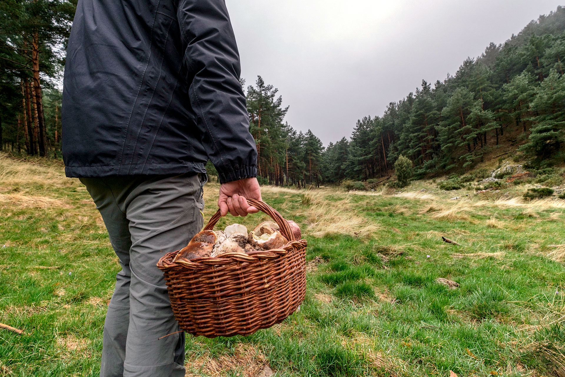 Sierra Guadarrama Setas Boletus Edulis KAM0856