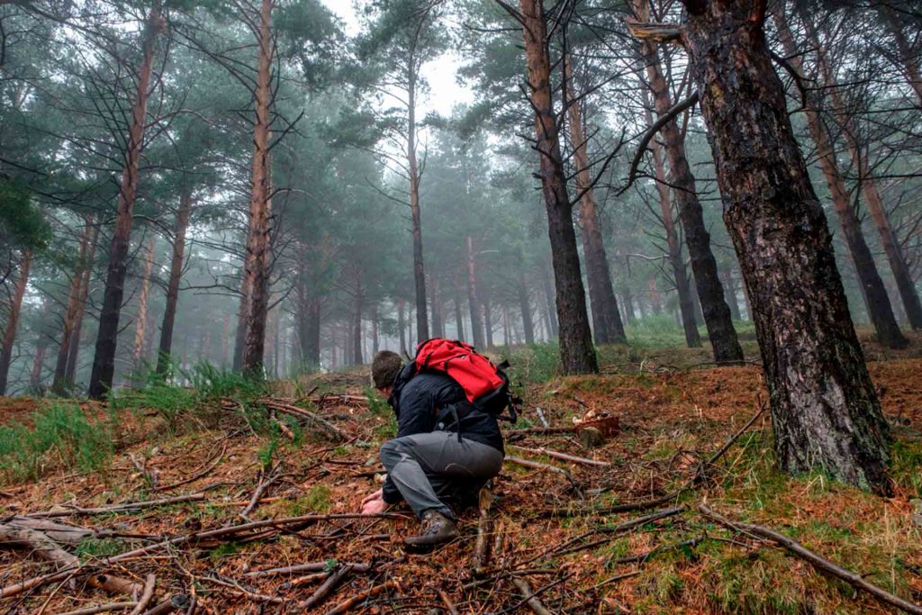 Sierra Guadarrama Setas Boletus Edulis WEB0823