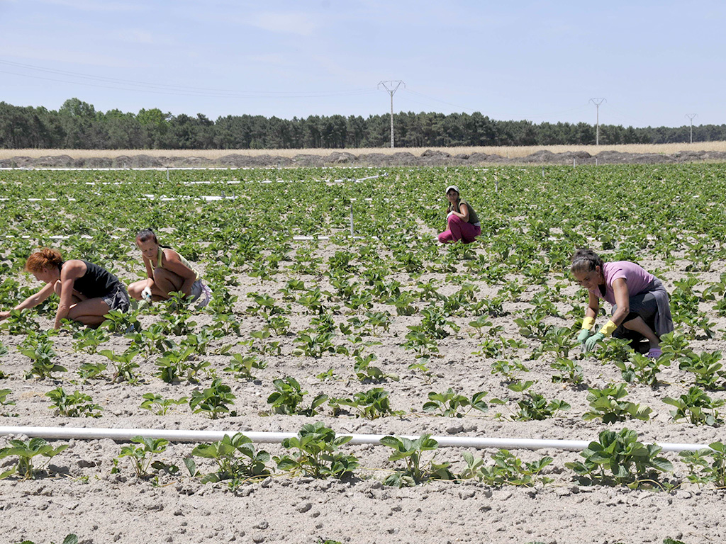 temporeros trabajos campo agricultura