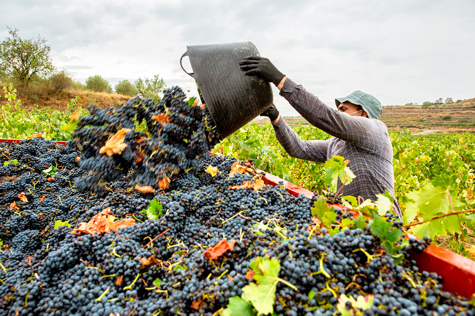 vendimia do rioja ab2ba