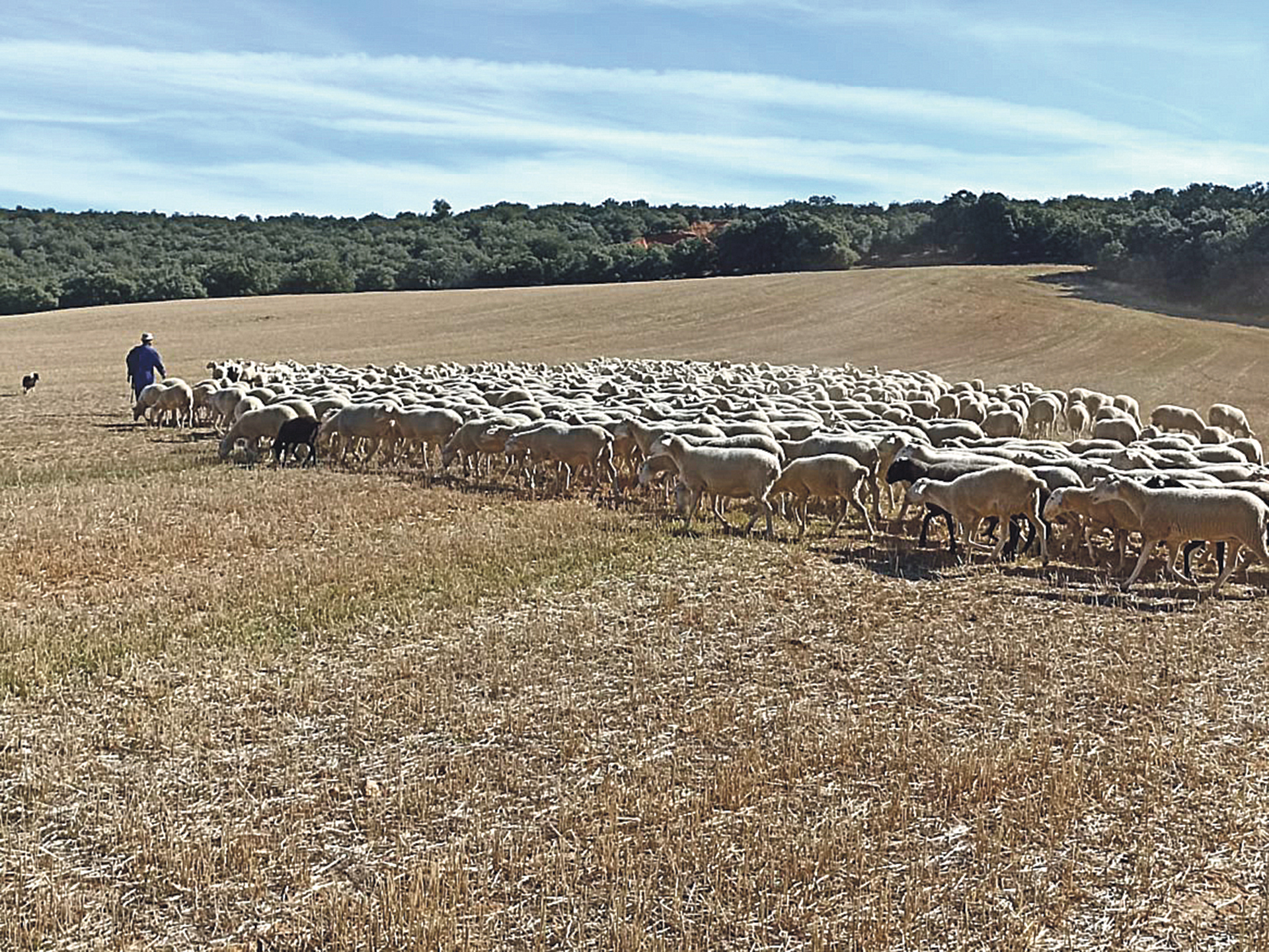 Florencio Alonso Vitón con sus ovejas.