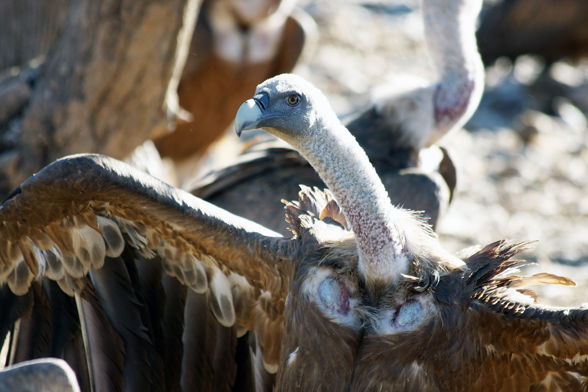 Buitres leonados en el comedero de WWF en el Refugio de Montejo