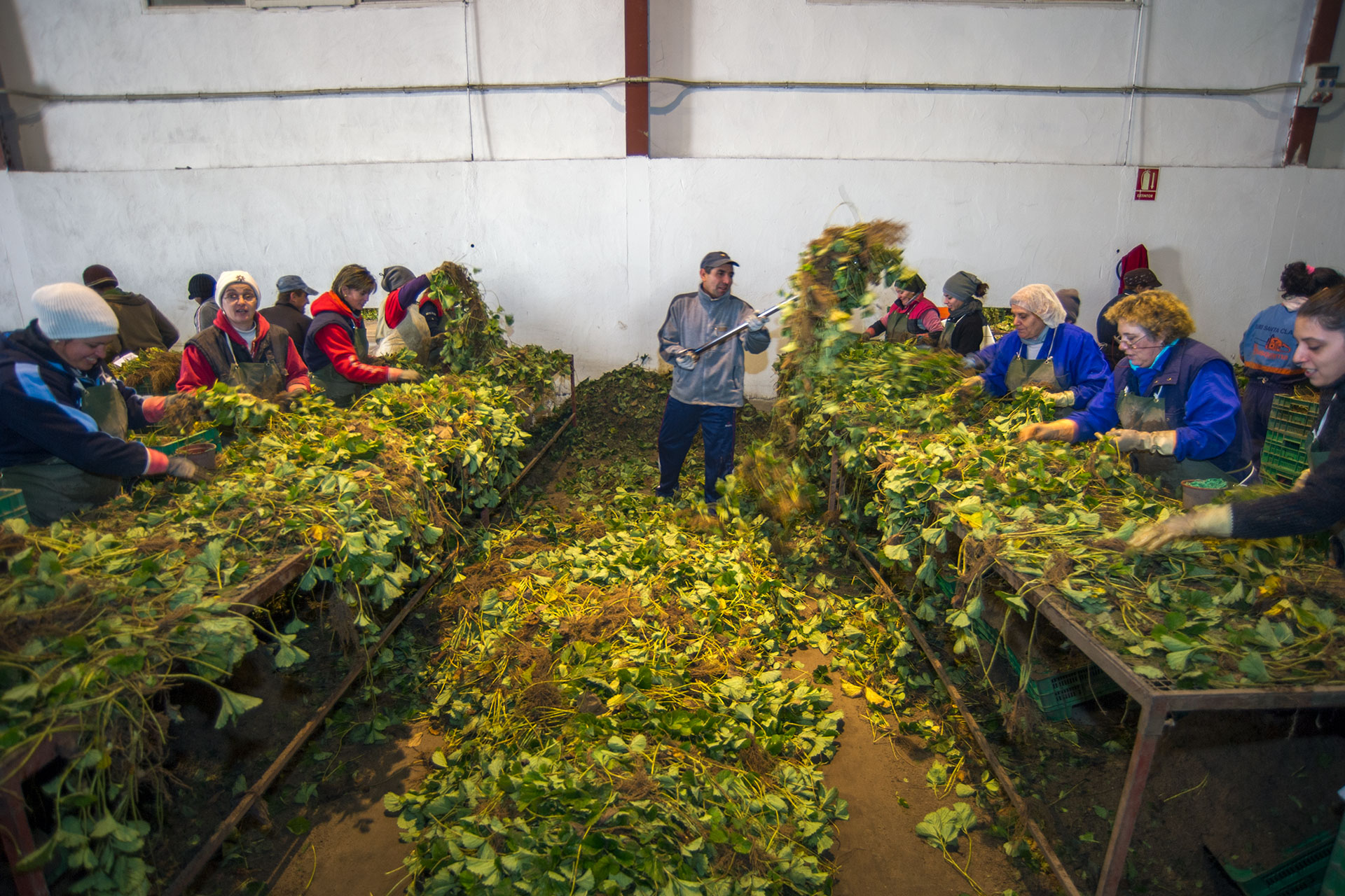 Chane Recogida Planta Fresa KAM2217