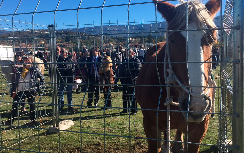 Navafriaganadocaballo