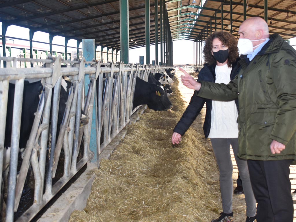carnero Ayudas vacuno ganaderia vacas granja