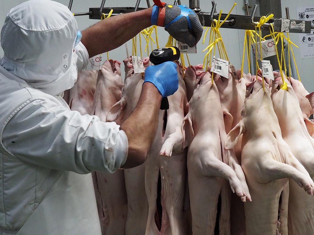 carniceria carne cochinillos