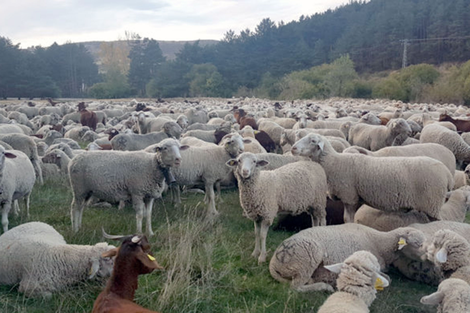el espinar ovejas trashumancia
