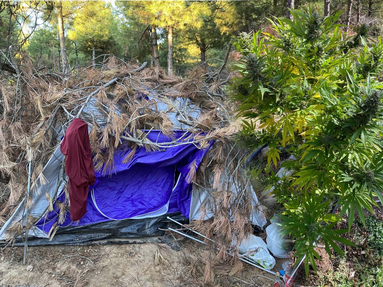 tienda campana cannabis