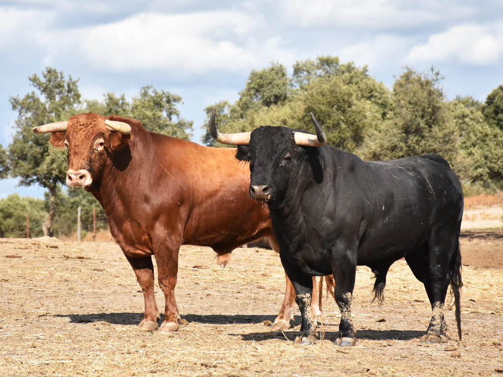 toros ganaderia lidia marques de quintanar