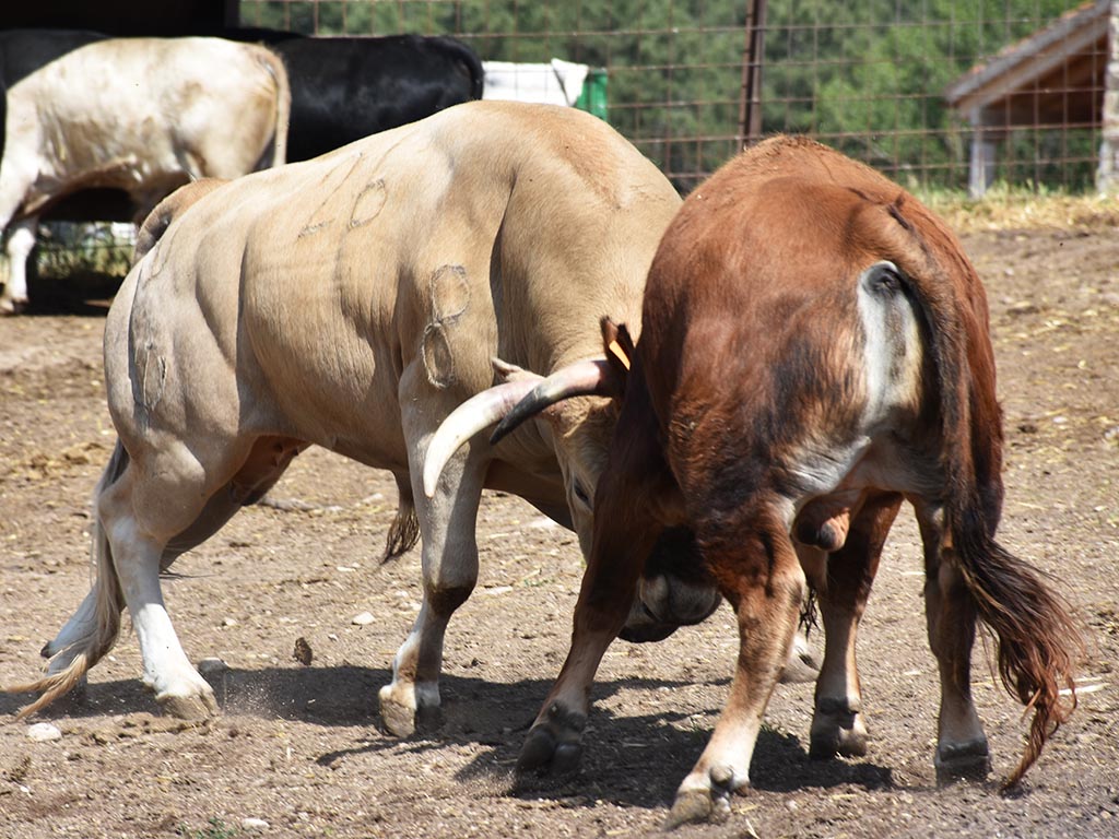 toros novillos el tajo y la reina los cerros