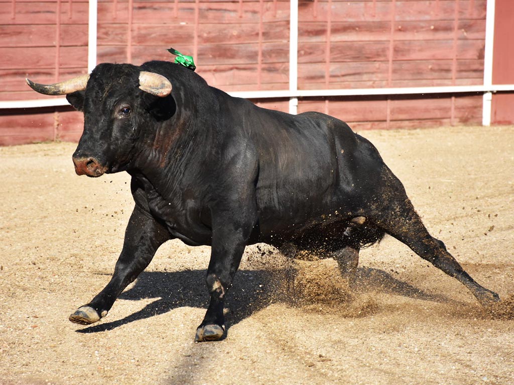 Adolfo Martín, Sánchez Arjona y Diego García, premiados en La Granja 1 toros sanchez arjona coquilla la granja