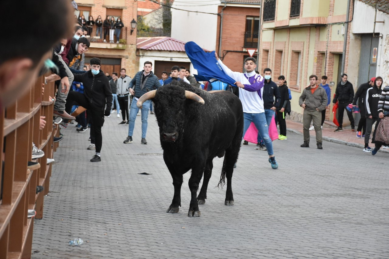 Encierro y desencajonamiento de Cantimpalos. / A.M.