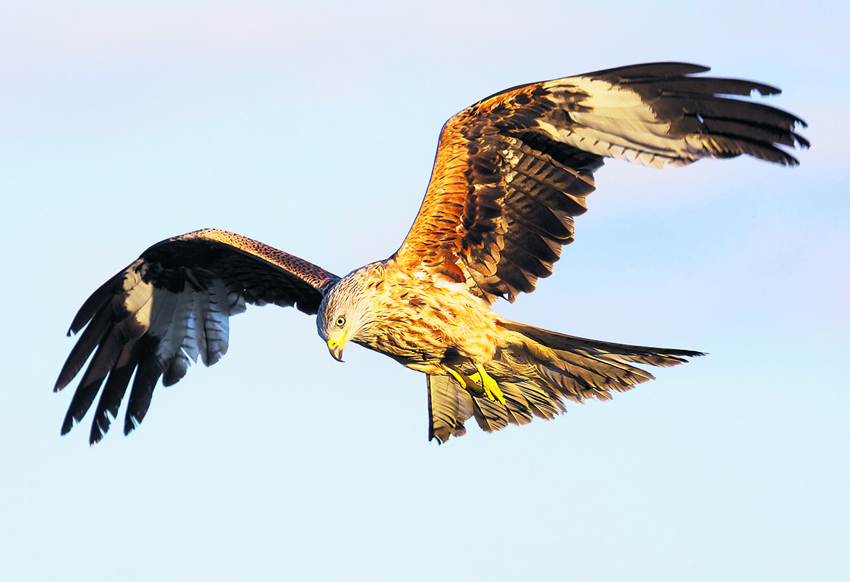 17 1 caixabank caja segovia El Espadanal Cuellar Colectivo Azalvaro Escuelas Campesinas 1