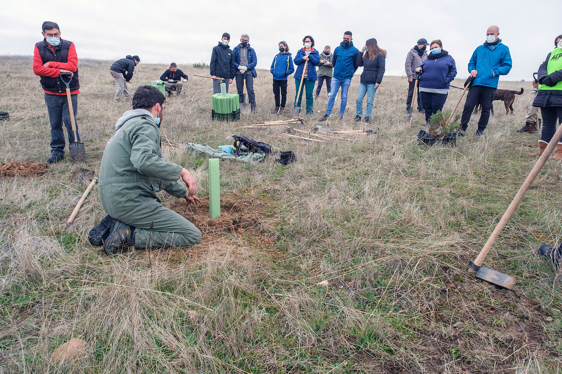 Penigoso Plantacion Arboles KAM9130