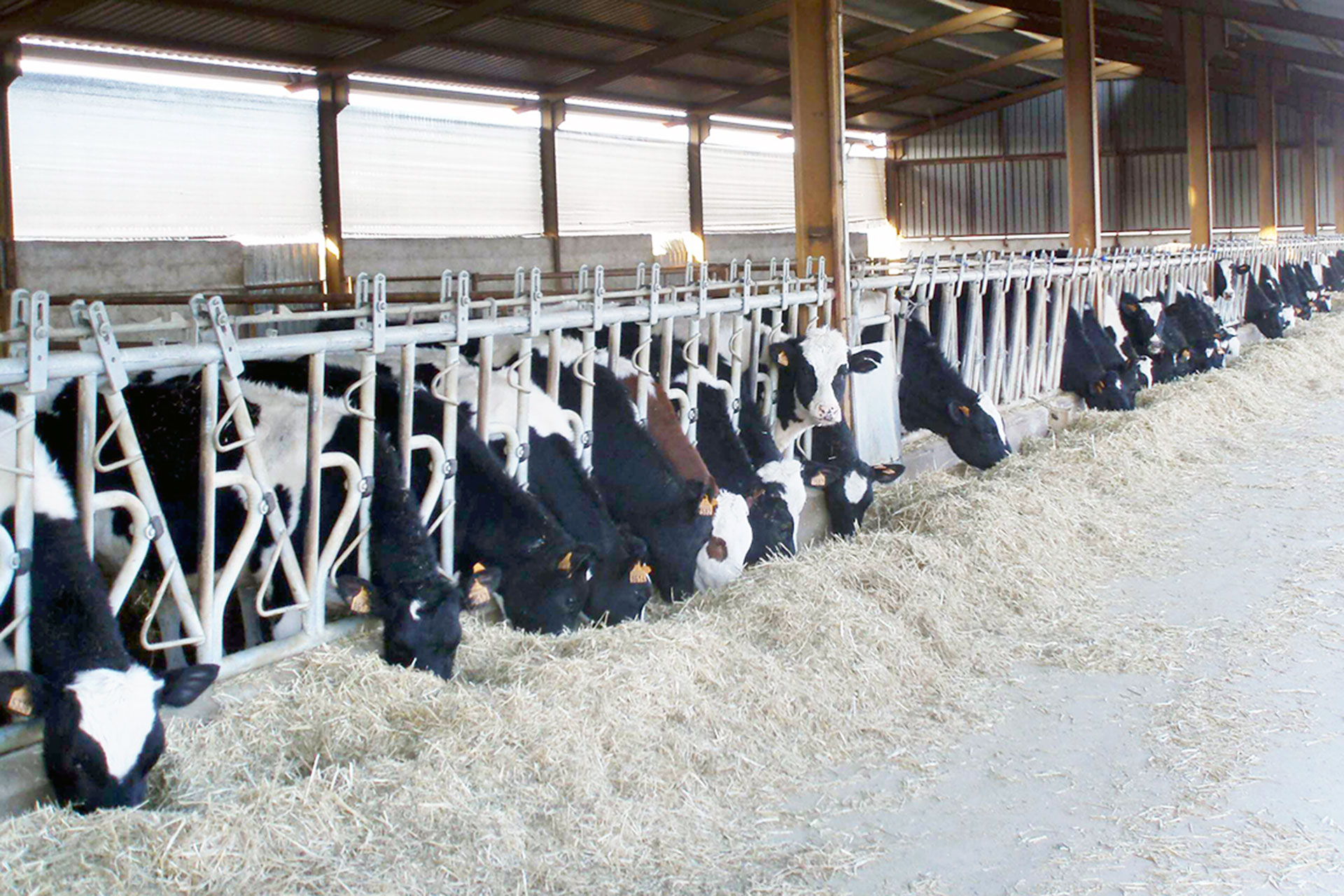 Una granja del sector del vacuno de leche, en Turégano. / E.A