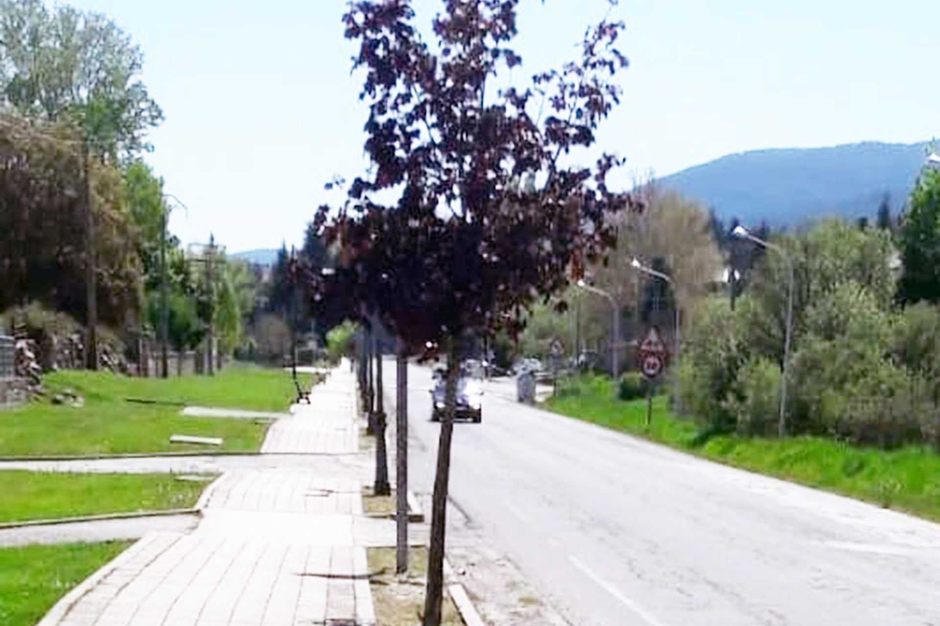 el espinar sg500 plantacion arboles