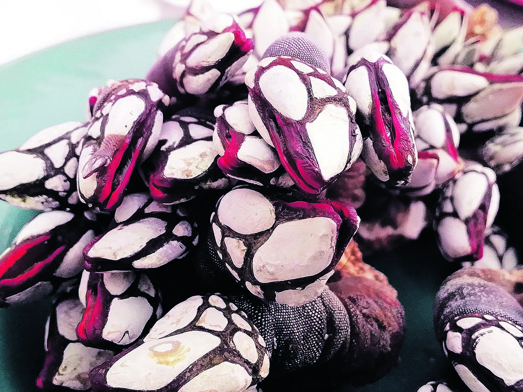 marisco percebes consumo navidad