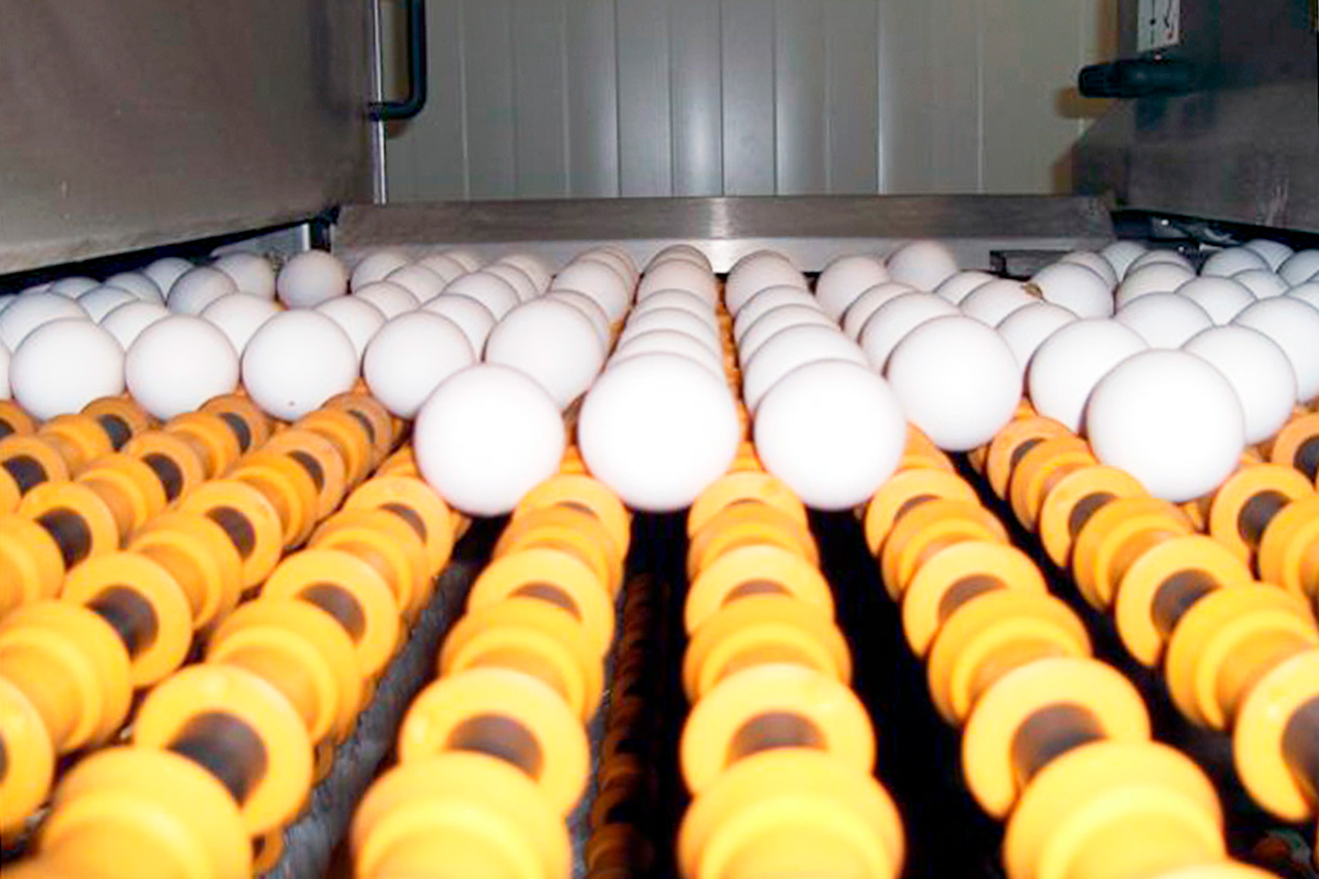 El sector avícola de Segovia teme el cierre de mercados exteriores y una crisis de precios 1 Avicola Velasco premio innovacion FES PICT0125