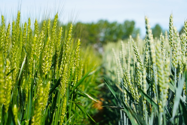 agricultura campo itacyl trigo cereales cultivo