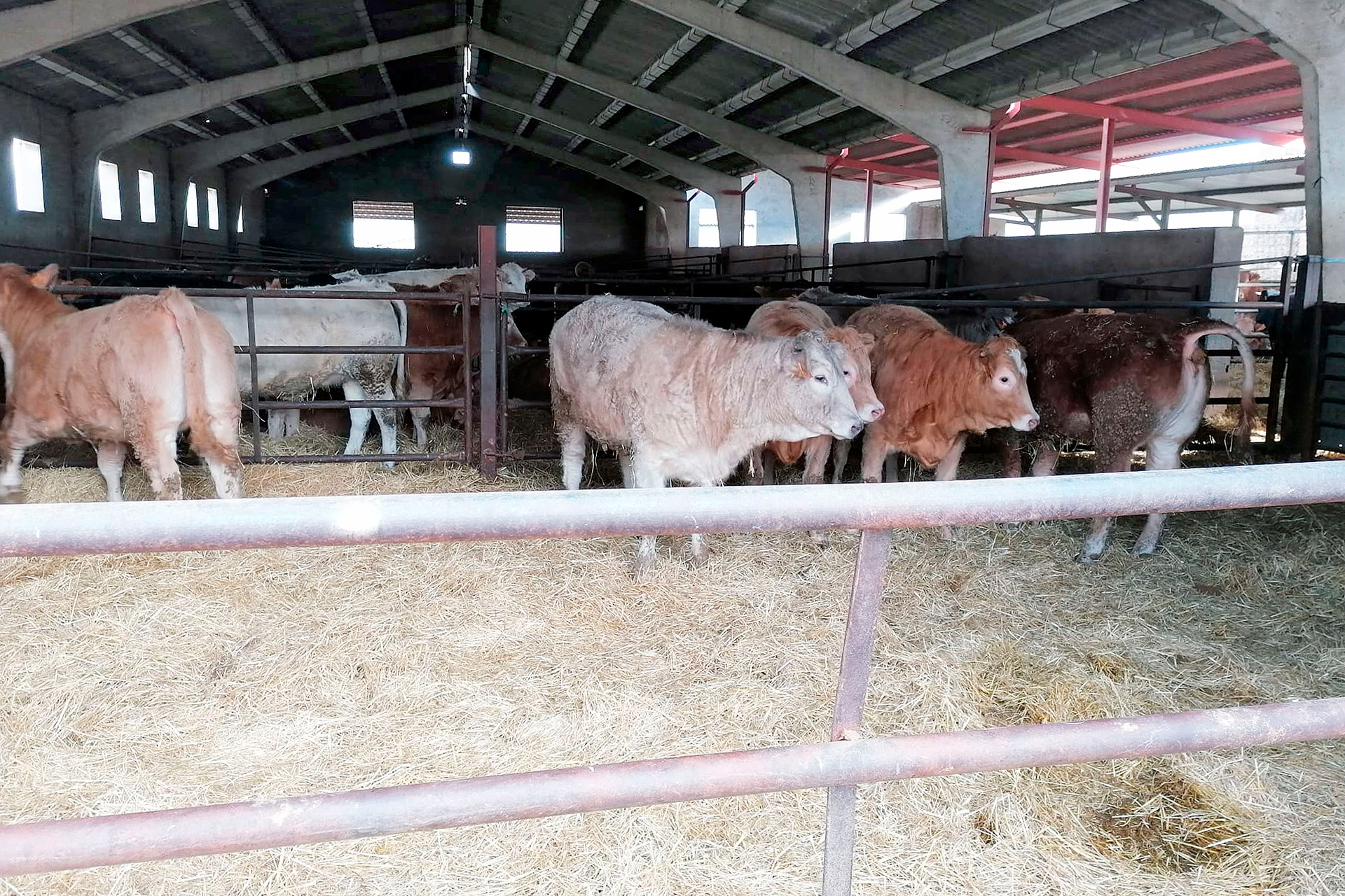 Cebadero de ganado vacuno, situado en la localidad de Cantimpalos. / EL ADELANTADO