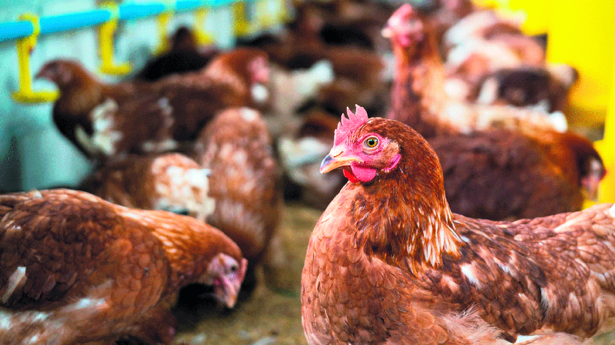 gallinas gripa aviar granja