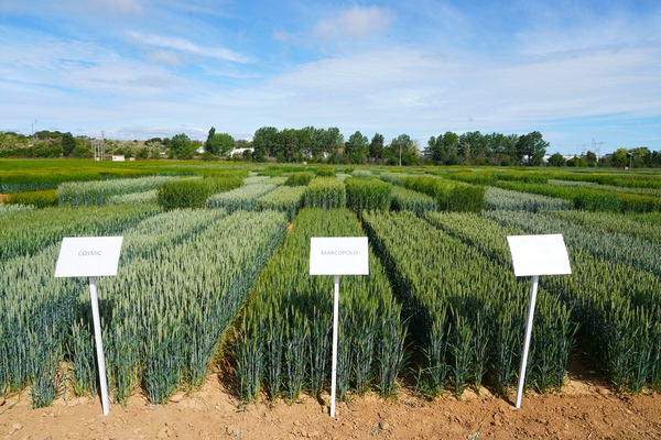 itacyl cereal campo agricultura trigo