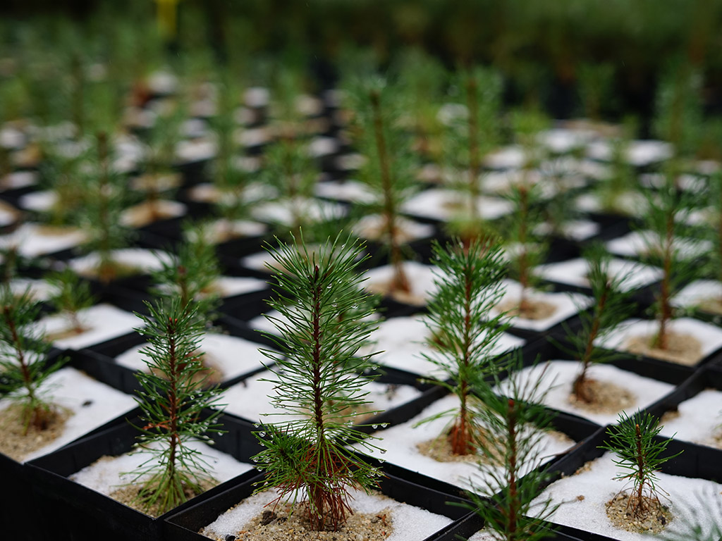 20210320 Concesion olmos 2